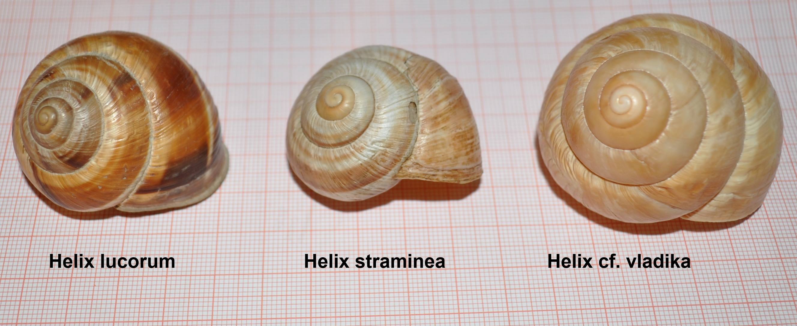 Helix straminea m.te Cucco (PG)